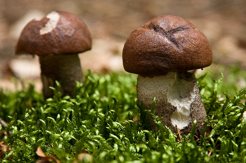 hribek (czech mushroom) flick image