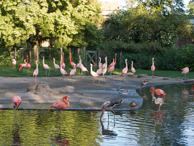 prague-zoo-flamingos