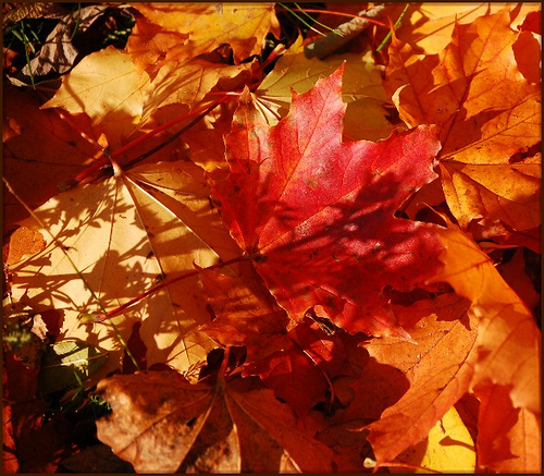 flickr autumn leaf image