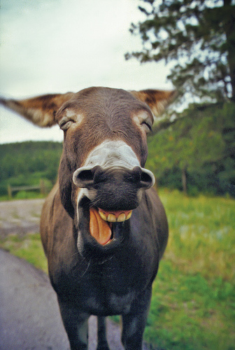 laughing donkey flickr image