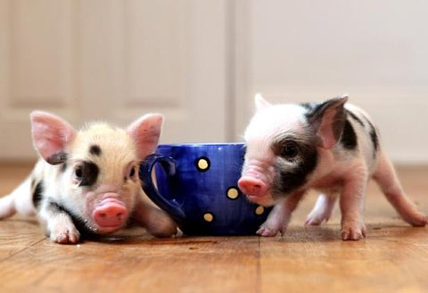 teacup piggies www.radio.cz image